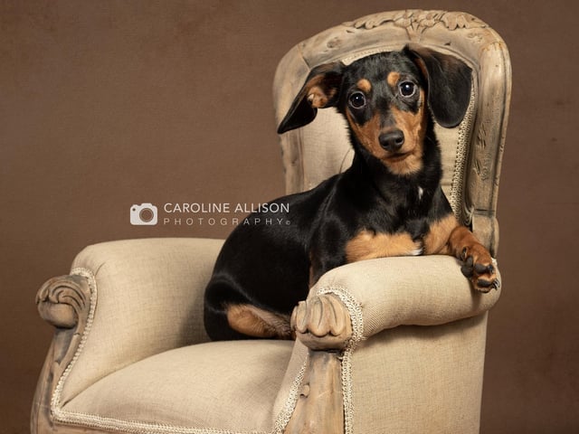 Poppy, a 16-week-old miniature Dachshund, pictured by Caroline.