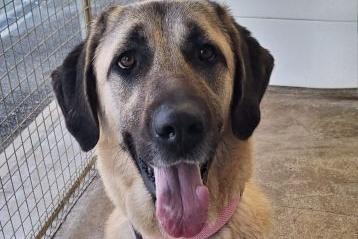 Ayla is an 18-month-old Turkish Kangal with a big personality to match her large size, so she’ll need a home with plenty of space. Despite a difficult start in life, she remains resilient and upbeat. She has been fine around other dogs so far, though full assessments are still ongoing.