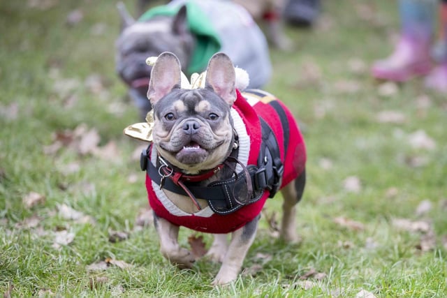 Nearly 100 French Bulldogs wore Christmas outfits for a festive walk at Hunsbury Hill Country Park on Sunday (December 17).