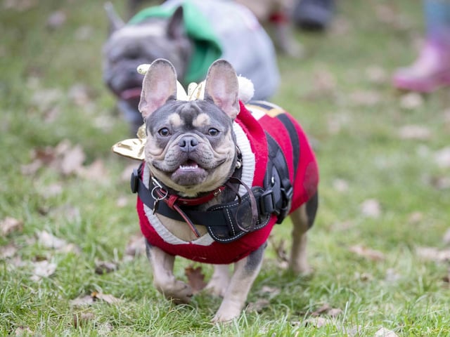 Nearly 100 French Bulldogs wore Christmas outfits for a festive walk at Hunsbury Hill Country Park on Sunday (December 17).