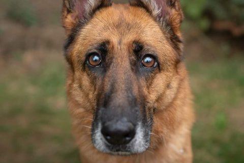 Skye is a beautiful eight-year-old female GSD. She is very intelligent, and knows basic commands. She loves everyone and would be fine to live with sensible dog-savvy children. She can be reactive to some dogs if they are too close. She cannot live with cats.