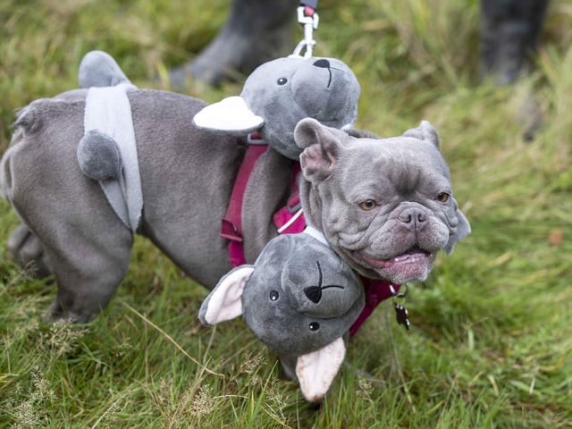 Around 60 French Bulldogs dressed up in spooky costumes for a special walk at Hunsbury Hill Country Park on Sunday (October 29).