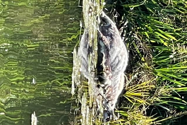 The most recent sheep fell victim to the river on Sunday (August 14).