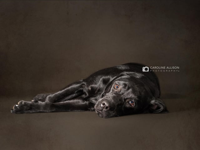 Mabel, a 2-year-old black labrador, pictured by Caroline.