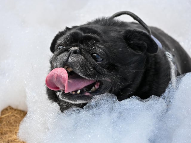 Pugs and their owners travelled across the country to be part of the occasion, which takes inspiration from Coachella festival and returned to Northampton on Sunday (August 23) with a pool party theme.