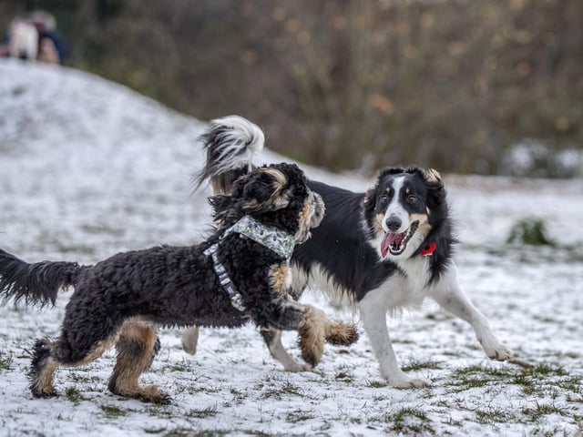 Teddy’s Dog Care, situated in Wootton, hosted a luxury Santa Paws Grotto experience for dogs on Saturday December 17, 2022.