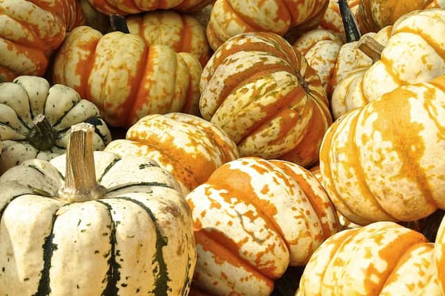 Pumpkins growing