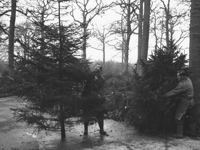 Christmas tree felling, December 6, 1960