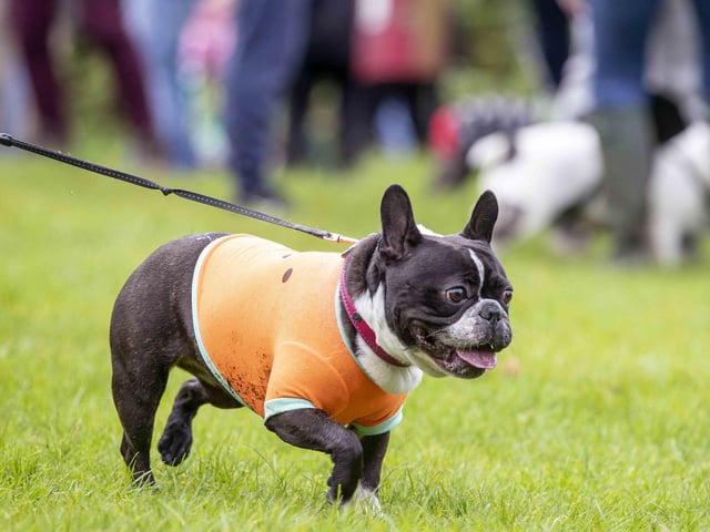 Around 60 French Bulldogs dressed up in spooky costumes for a special walk at Hunsbury Hill Country Park on Sunday (October 29).