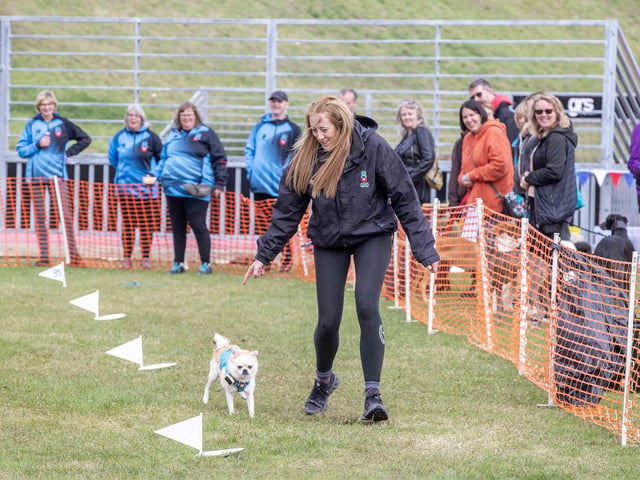 The flyball team hosted a fun dog show at Sixfields Stadium on Sunday September 29 to celebrate its milestone anniversary.