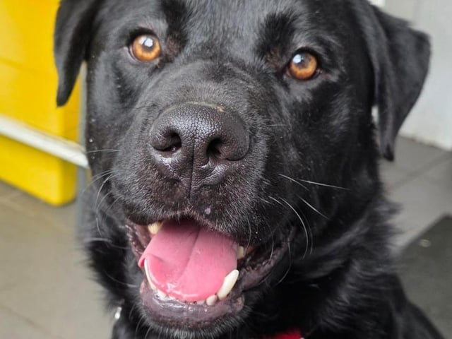 Guinness is an 18-month-old Retriever x Collie. He is currently under assessment, but the team are happy to take enquiries.