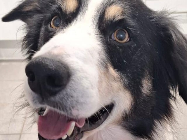 Bruce is a smart and handsome 8-year-old Border Collie. He would thrive in an active home and gets along well with other dogs.