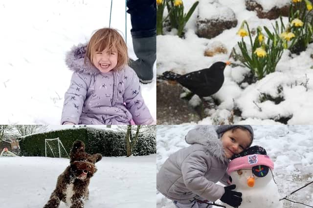 All smiles as little ones and dogs enjoy the snow.