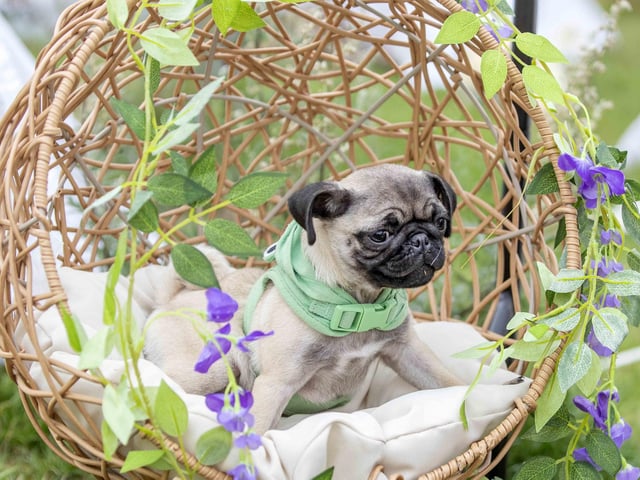 The Teddy’s Dog Care team took inspiration from Coachella festival and planned the pug equivalent, which they hope to offer annually and open up to all dog breeds.