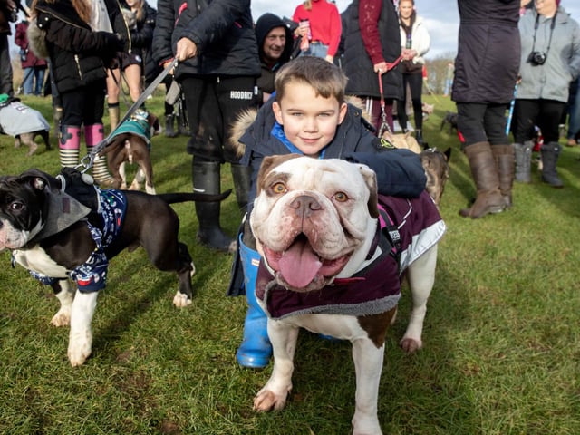 Around 60 French Bulldogs dressed in festive outfits for the annual Christmas walk at Hunsbury Country Park on Sunday December 15.