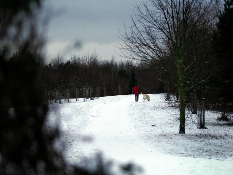 Brackmills Woods