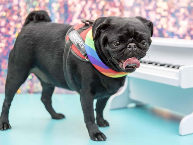 The Teddy’s Dog Care team took inspiration from Coachella festival and planned the pug equivalent, which they hope to offer annually and open up to all dog breeds.