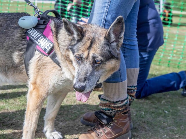 Pooches and owners alike enjoying the popular dog festival on Saturday September 14, 2024.