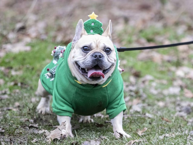 Nearly 100 French Bulldogs wore Christmas outfits for a festive walk at Hunsbury Hill Country Park on Sunday (December 17).