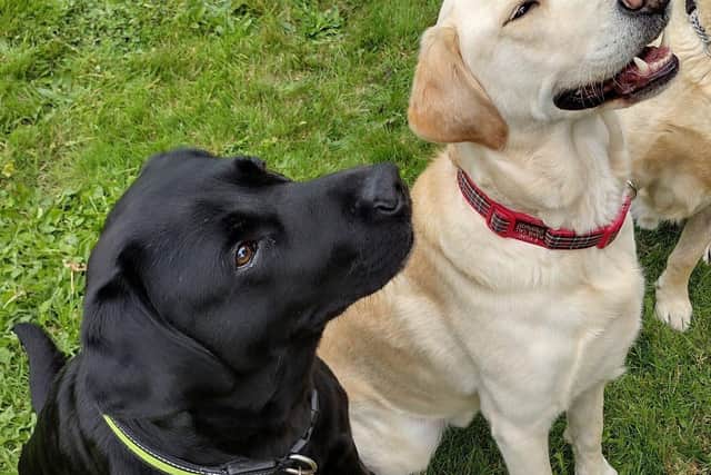 Meet our lovely dogs