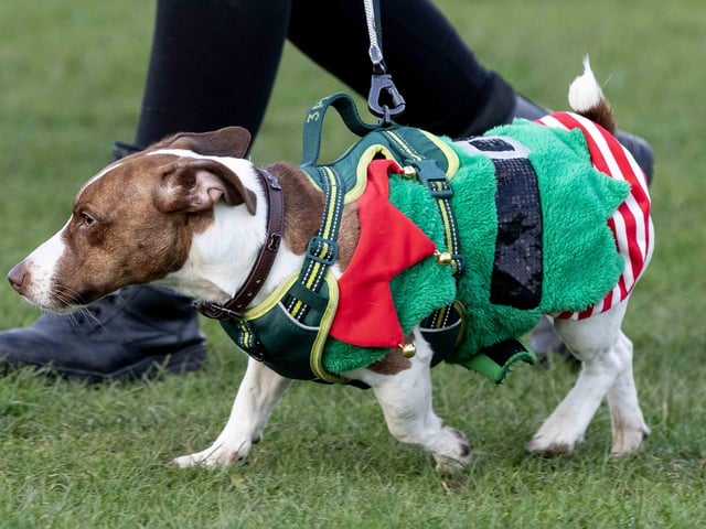 The popular event saw more than 100 dogs walked around Bradlaugh Fields in Northampton on Sunday (December 22).