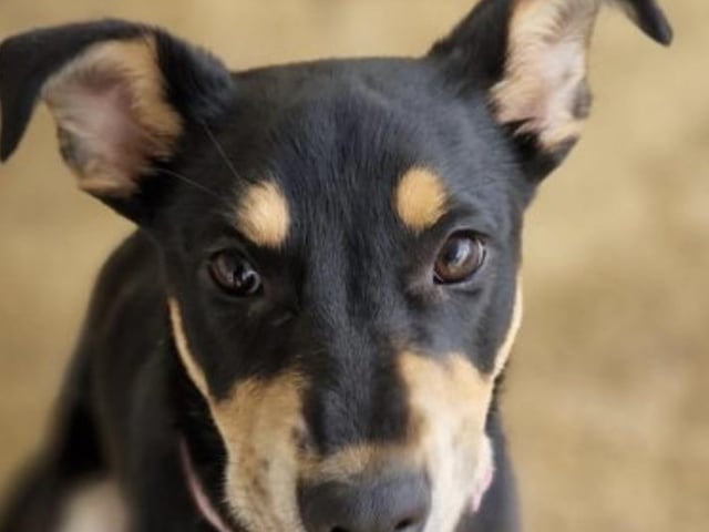 Sasha is a sweet natured 6-month-old cross breed girl waiting for an active home.
She loves everyone and other dogs but will need to do some training classes.