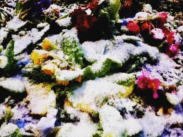 A colourful and snowy scene in Guildhall Road.