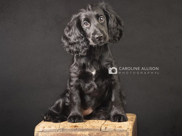 Roxy, a 12-week-old Working Cocker Spaniel, pictured by Caroline.