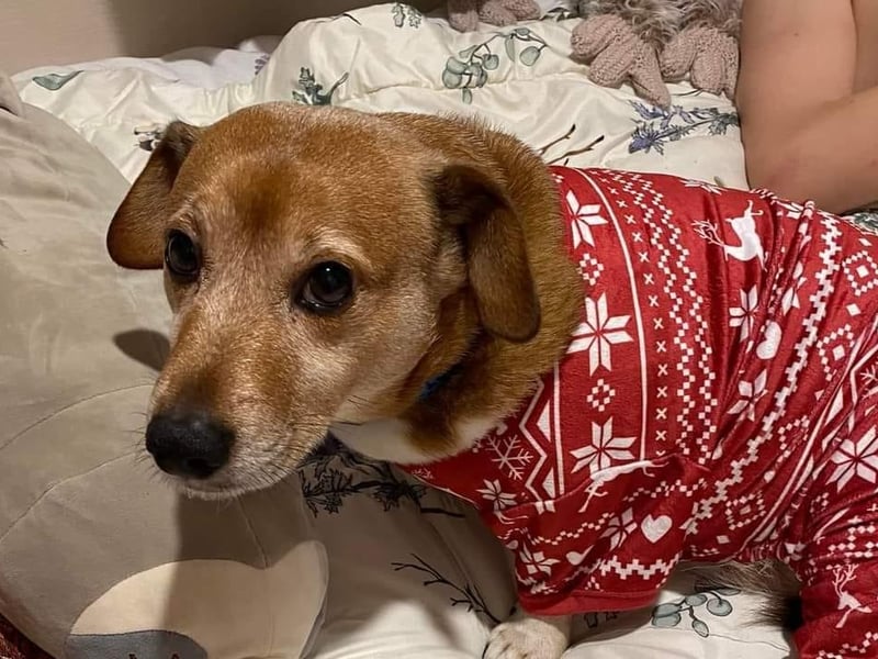Rusty in his Christmas pyjamas.
