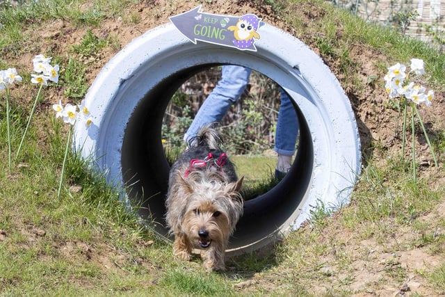 An easter egg hunt for dogs took place at Teddy's Dog Care in Wootton, Northampton on Saturday, April 16.
