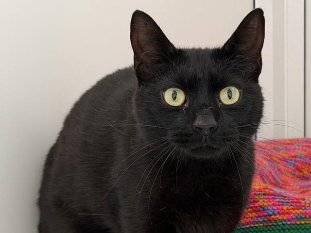 LEO: Leo is a very handsome six-year-old male. Sadly his owner passed away. He would be fine to live with another friendly feline. We are not sure how he feels about dogs or young children. Leo is a very chatty, affectionate lad, who wants a family willing to give him lots of attention. A garden away from busy roads is essential so that he can explore his surroundings when he is ready