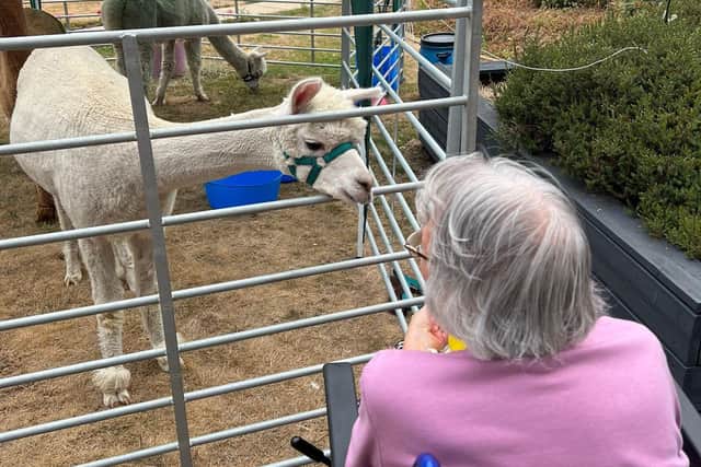 Alpacas visited care home residents in Northampton.