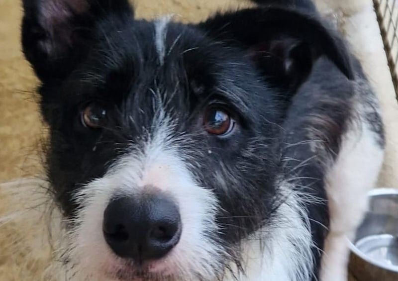 Marley is a 2 yr old crossbreed lad. He is currently under assessment.