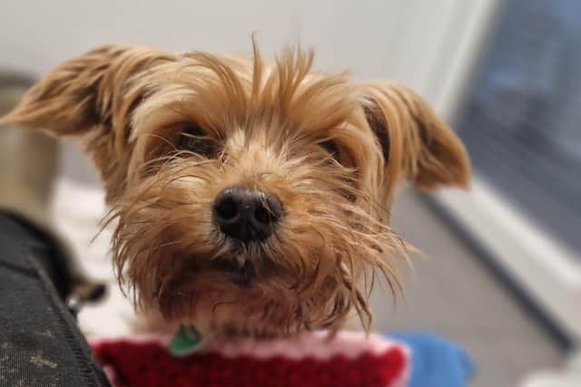 Rex is looking for a new home