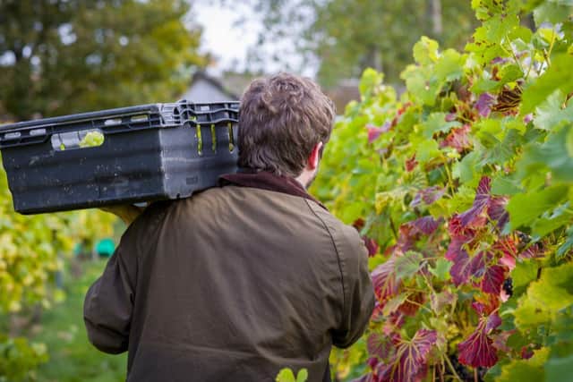 Tonnes of high-quality grapes grown in Northamptonshire