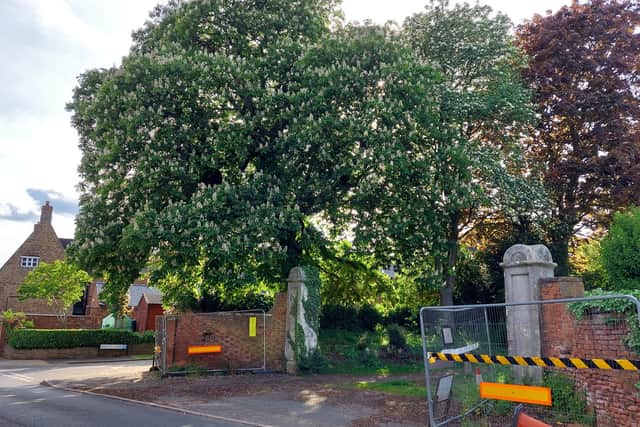 A magnolia tree has been proposed as a replacement