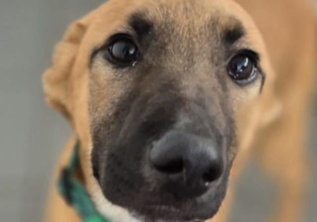 These three five-month-old Lurcher pups came to us from a council pound. They’re happy, confident, dog-friendly, and full of potential — but they’ll definitely need some training to become their best selves!