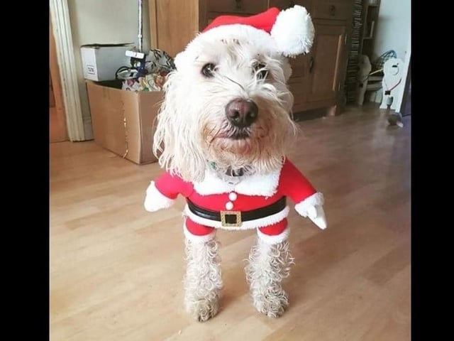 Chester the dog really does look like he is walking on two legs here...