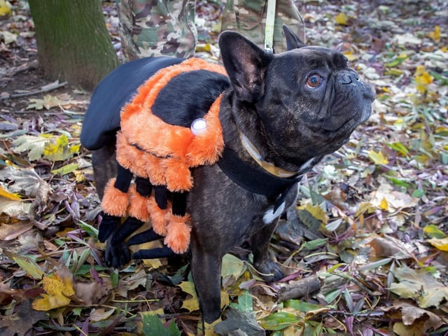 French Bulldog Meet & Walk Northamptonshire Halloween special