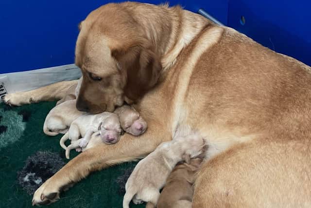 Guide dog mum Fiji with some of her guide dog puppies.