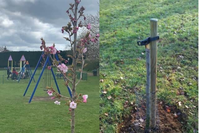 The Japanese Cherry Trees at the Spratton Road Recreation Ground in 2021 compared to when they were destroyed last week.