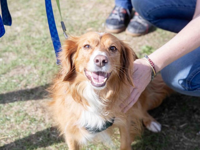 Pooches and owners alike enjoying the popular dog festival on Saturday September 14, 2024.