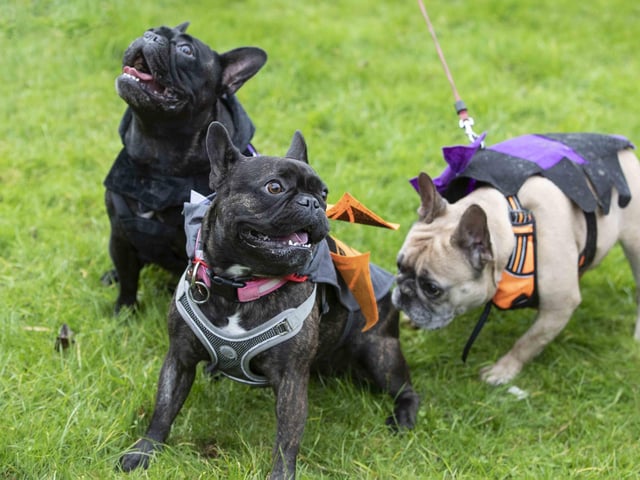 Around 60 French Bulldogs dressed up in spooky costumes for a special walk at Hunsbury Hill Country Park on Sunday (October 29).
