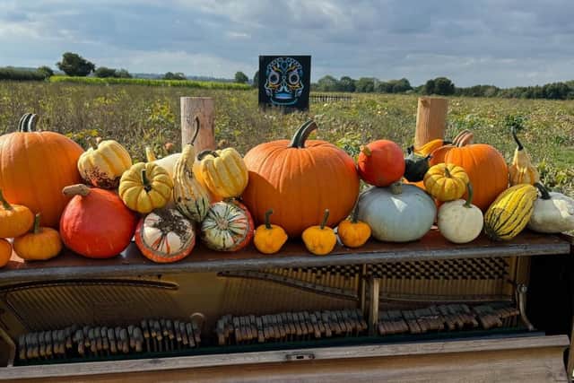 Overstone Grange Farm has more than 75 varieties of pumpkins and squash to pick from this year.