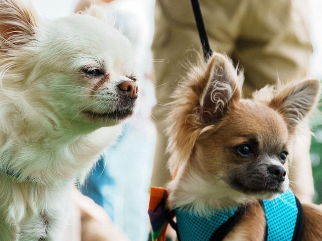 Cute pups