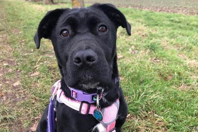 Ginny is looking for her forever home.
