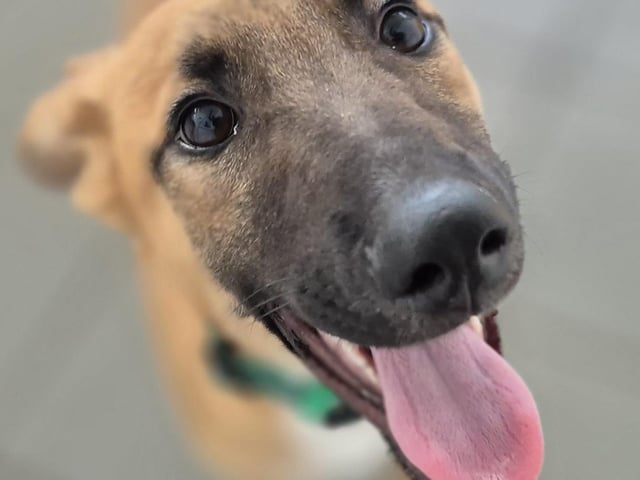 One of three 5-month-old Lurcher pups came to us from a council pound. They’re happy, confident, dog-friendly, and full of potential — but they’ll definitely need some training to become their best selves!