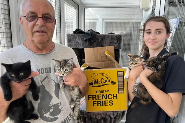 The litter of four kittens are now safe with AIN and up for adoption