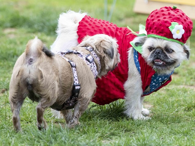 The Teddy’s Dog Care team took inspiration from Coachella festival and planned the pug equivalent, which they hope to offer annually and open up to all dog breeds.