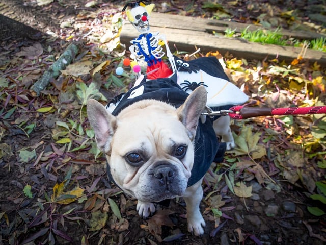 French Bulldog Meet & Walk Northamptonshire Halloween special